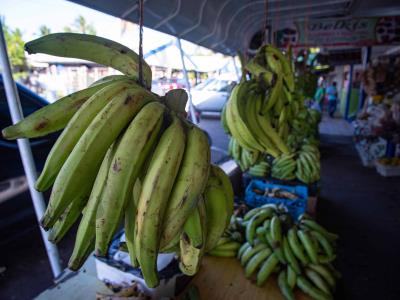 Aumento de los plátanos puede llegar a RD$ 50