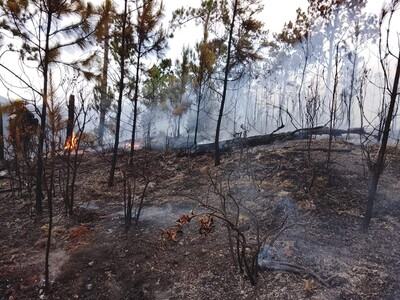Incendios en parques nacionales: penas pueden llegar hasta 40 años